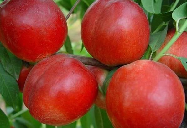 油桃视频成人版,揭秘成人娱乐内容的新趋势