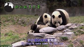 中日韩熊猫歌曲大全集视频,萌动旋律，跨越国界的熊猫情谊