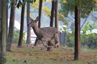 日韩综艺梅花鹿视频播放,日韩综艺中的治愈之旅